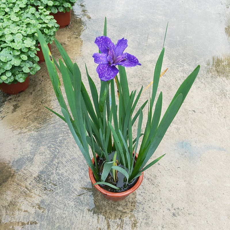 鸢尾花苗带花苞水培植物水生陆生玉蝉花盆栽水池池塘蝴蝶室外花卉-图1