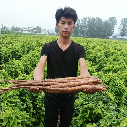 铁棍山药垆土铁棍山药新鲜正宗河南焦作温县5斤淮怀山药铁杆老铁 - 图0