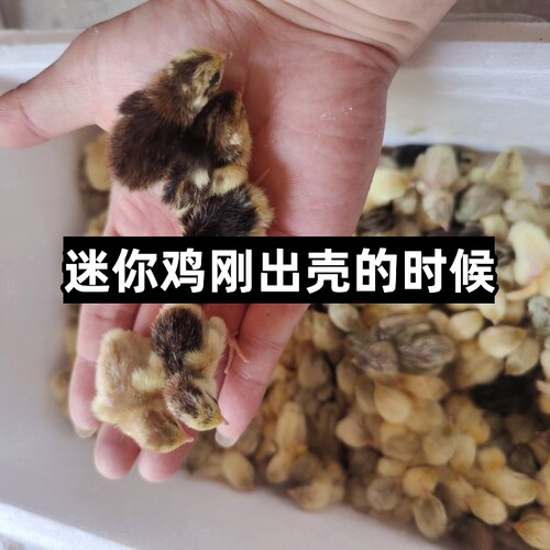 芦丁鸡宠物鸡可孵化受精种蛋迷你纯白礼服瓦灰德系变异受精卵-图2