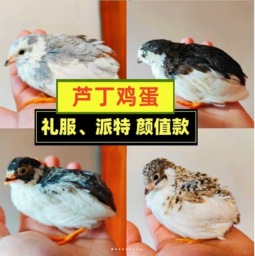 芦丁鸡受精蛋可孵化种蛋卢丁鸡礼服纯白网红宠物鸡迷你鸡鹌鹑食用 - 图0