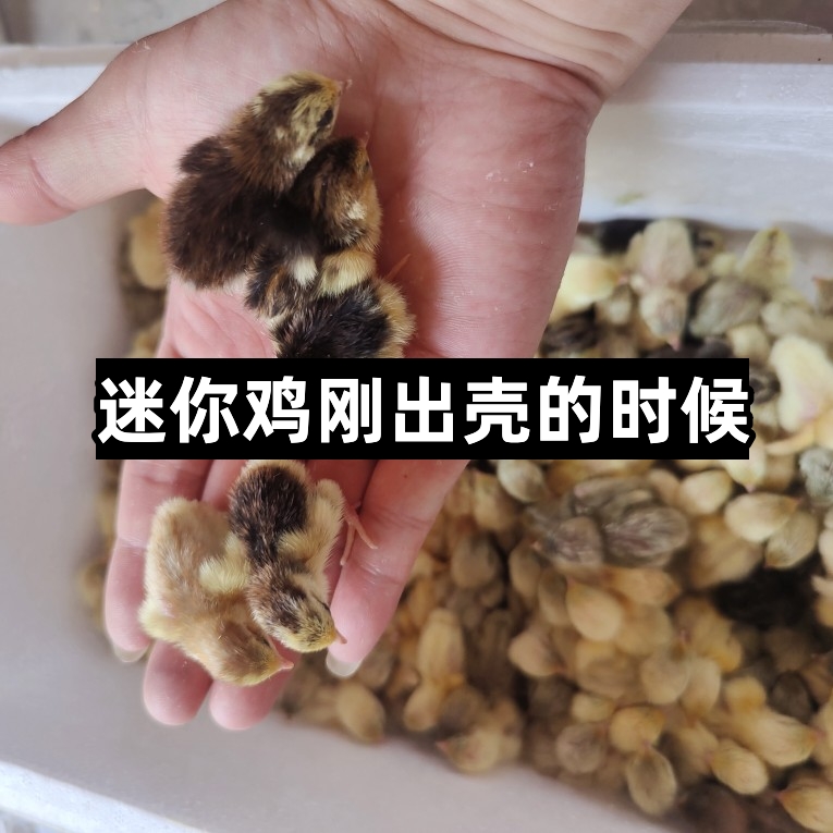 芦丁鸡卢丁可孵化受精蛋迷你网红小鸡蛋纯白瓦灰德系变异受精卵-图2