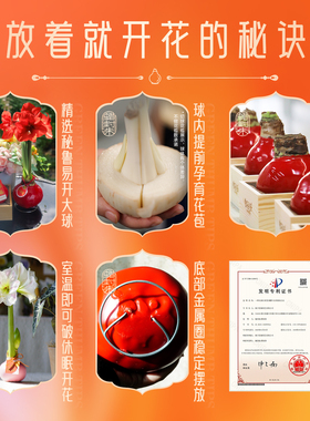 朱顶红蜡球无需养可开花真花球