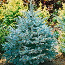 Cedar Sapiens Blue Cedar Paver Mini Four Seasons Evergreen South North Courtyard Road Greenery Built with Good Cambriation