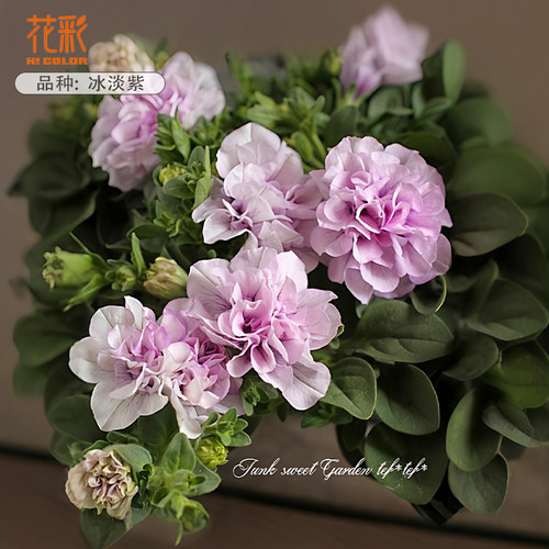 虹越花彩冰淡紫重瓣矮牵牛花苗阳台垂吊花盆栽庭院好养易爆花量大 - 图0