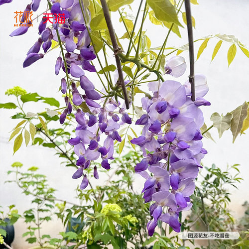 花彩普罗旺斯紫藤树苗盆栽花园地栽庭院种植多年生花量大爬藤花卉 - 图2