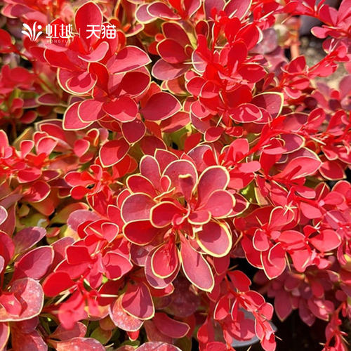 虹越进口小檗花园彩叶耐寒灌木花篱花镜植物矮灌木苗绿篱绿化小苗 - 图0