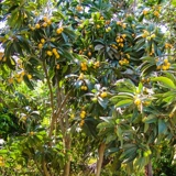 Hongyue Baisha Loquat 1 галлон горшечный сад сад посадка мясо нежное и сочное северное посадка