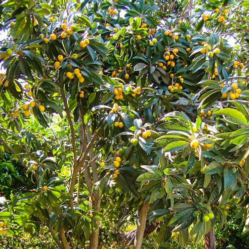 Hongyue Baisha Loquat 1 галлон горшечный сад сад посадка мясо нежное и сочное северное посадка