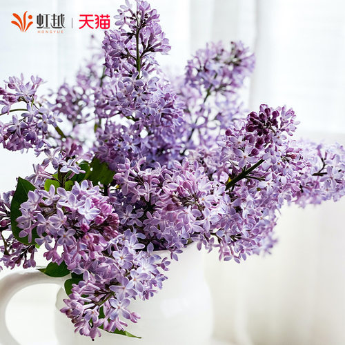 虹越进口丁香花树苗花园室外阳台庭院盆地栽浓香植物花卉种植小苗 - 图3