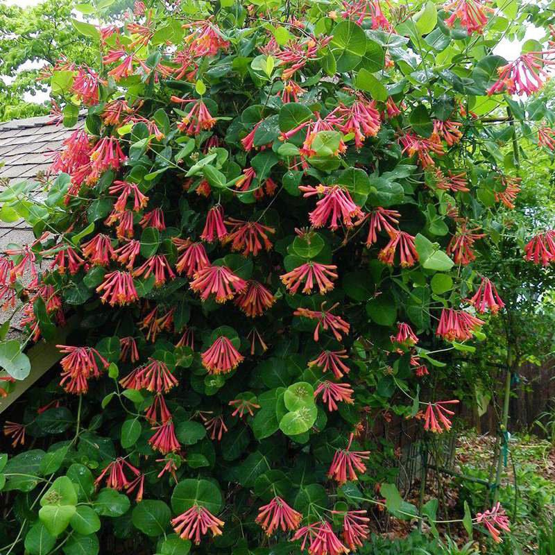 虹越可食用金银花树苗浓香多季开花卉盆栽阳台庭院爬藤植物花期长,淘宝优惠券,粉丝福利购,淘宝优惠卷