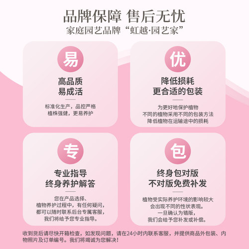花彩蝴蝶兰花盆栽V3大白带花苞四季开办公室内摆件桌面年宵花期长 - 图3