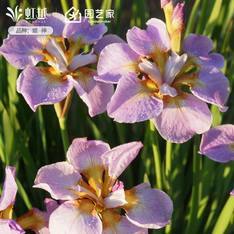 西伯利亚鸢尾花苗裸根苗进口球根花园耐寒耐热多年生花卉植物预售,淘宝优惠券,粉丝福利购,淘宝优惠卷