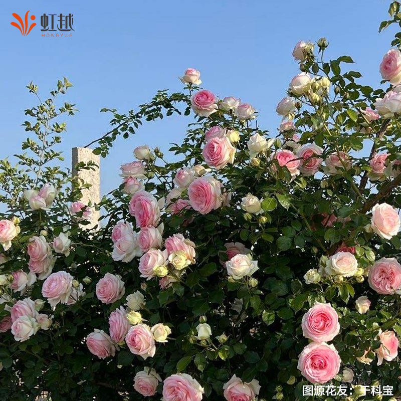 粉色龙沙宝石爬藤月季红色龙沙宝石月季花苗盆栽藤本月季小苗中苗,淘宝优惠券,粉丝福利购,淘宝优惠卷