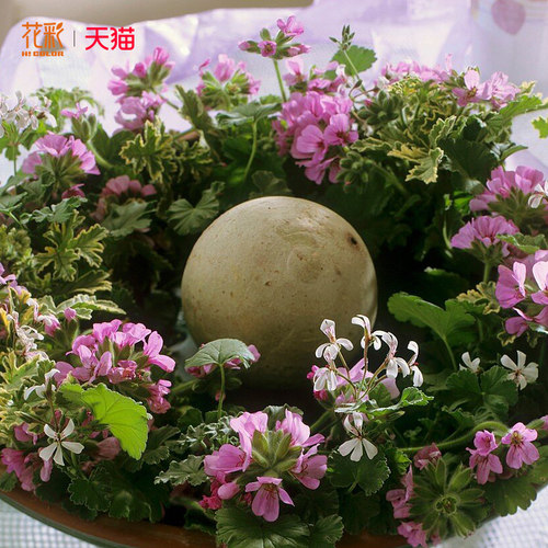 花彩香草植物玫瑰天竺葵盆栽室内驱蚊草桌面阳台香料常绿气味好闻 - 图2