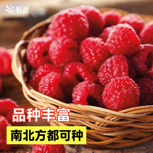 虹越树莓苗覆盆子果苗盆栽水果树阳台南方北方种植多年生耐热耐寒 - 图1
