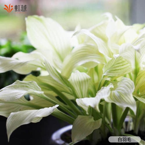 虹越玉簪花盆栽观叶花多年生庭院阳台花园植物耐阴耐寒绿植盆栽苗 - 图0