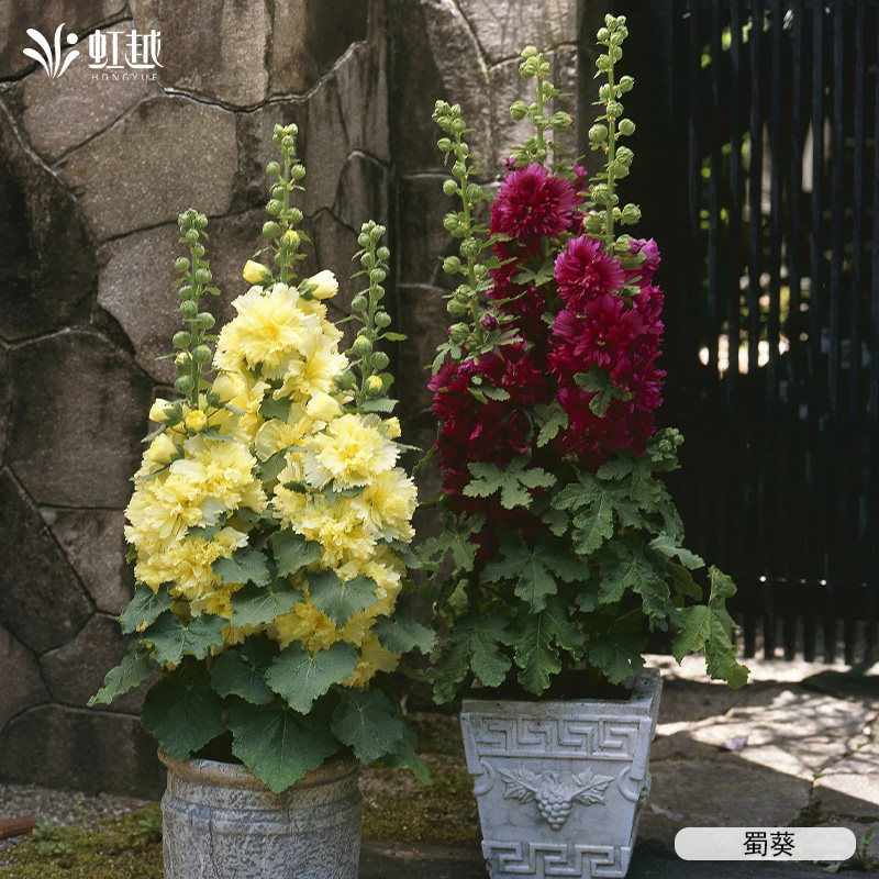 虹越园艺家蜀葵种苗重瓣蜀葵花苗庭院阳台盆栽花卉苗蜀葵苗蜀葵籽,淘宝优惠券,粉丝福利购,淘宝优惠卷