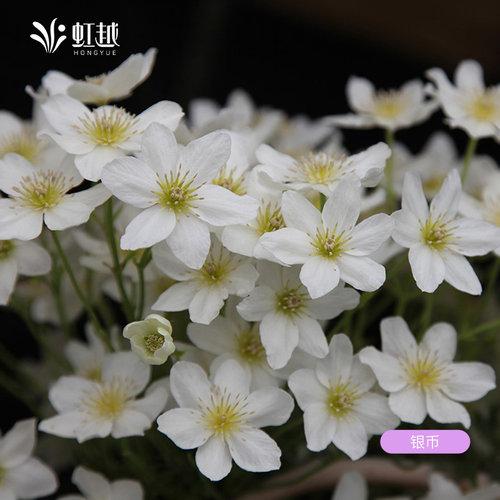 虹越常绿铁线莲苗银币苹果花日枝花园耐寒好养爬藤爬墙盆栽多季 - 图1