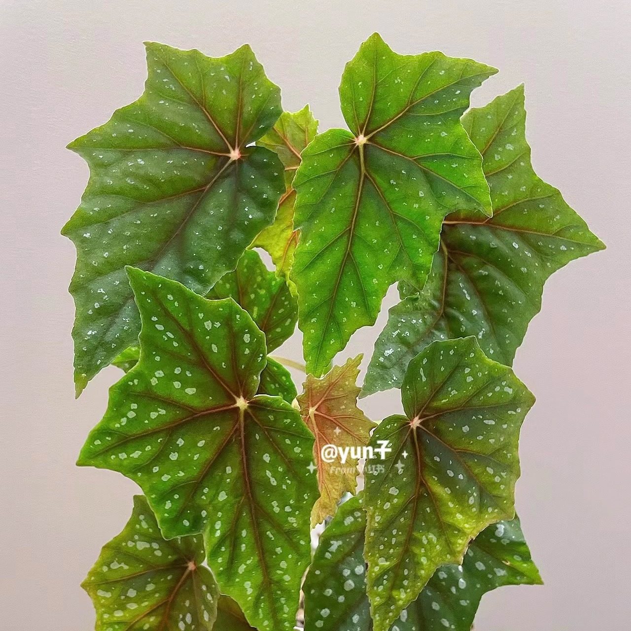 花彩福寿秋海棠盆栽网红ins风绿植办公室桌面观叶懒人低维护耐热,淘宝优惠券,粉丝福利购,淘宝优惠卷