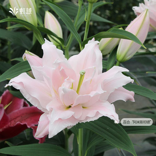 春百合种球根单重瓣花苗荷兰直采香水伊莎贝拉铁炮庭院新手盆栽 - 图3