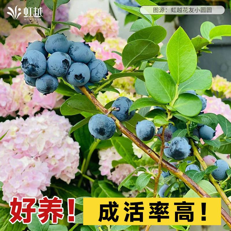 蓝莓大果树苗虹越果苗盆栽地栽庭院阳台四季结果天后绿宝石蓝葡萄 - 图0