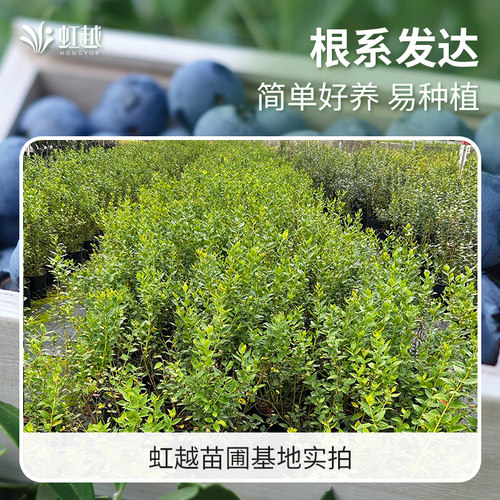 虹越兔眼粉色蓝莓树果苗盆栽庭院矮化粉嘟嘟果树苗南北方种植 - 图1