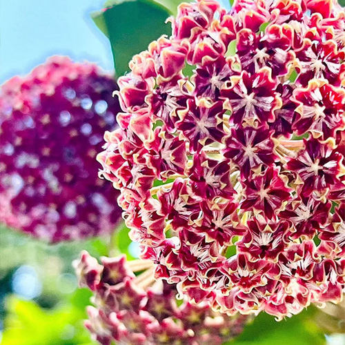 虹越银斑球兰盆栽阳台室内心叶常绿植物懒人花卉爬藤多年生低维护 - 图3