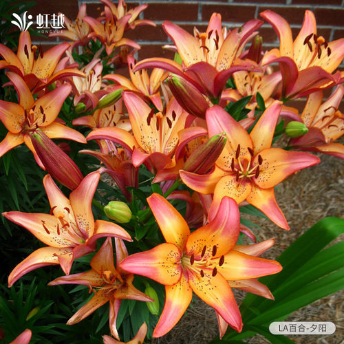 秋百合种球花黄天霸虹越荷兰进口香水木门黄橙色可阳台盆栽地栽 - 图0