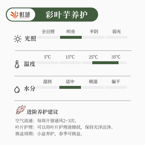 花彩白色恋人彩叶芋盆栽室内绿植粉色飞溅阳台桌面网红热植物甜心 - 图3