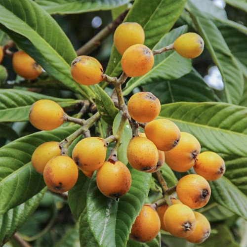 Hongyue Baisha Loquat 1 галлон горшечный сад сад посадка мясо нежное и сочное северное посадка