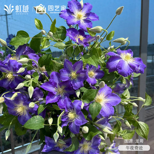 虹越铁线莲大苗乌托邦爬藤植物庭院拱门栅栏花园耐寒盆栽花卉 - 图1