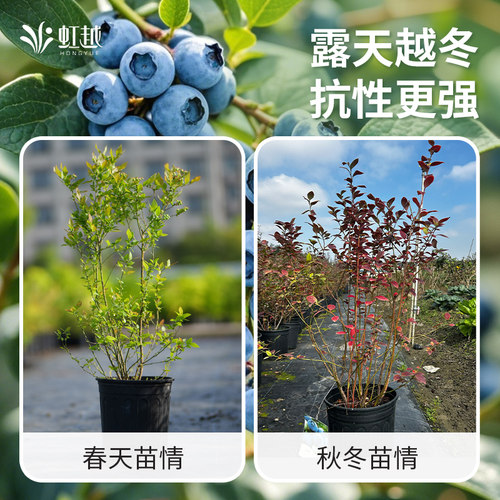 虹越兔眼粉色蓝莓树果苗盆栽庭院矮化粉嘟嘟果树苗南北方种植 - 图2