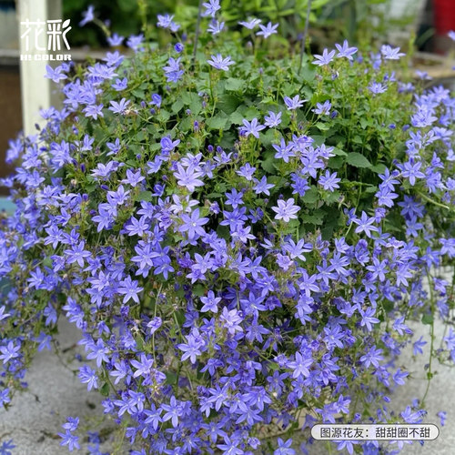 花彩垂吊风铃草盆栽苗蓝色多年生阳台耐热易爆花量大宿根花卉植物 - 图2