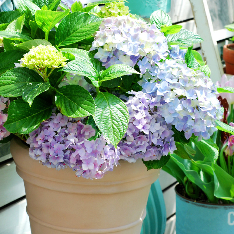 虹越易多梦幻绣球花盆栽带花苞无尽夏绣球花苗老桩盆栽室外阳台花 搜又搜 Www Soyouso Com