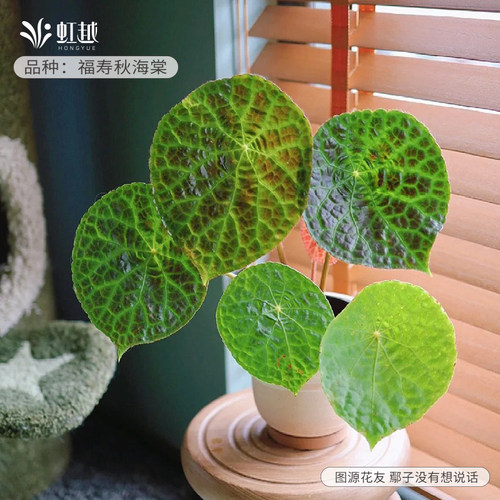 【基地直发】虹越鳟鱼秋海棠盆栽室内绿植阳台好养桌面网红热植物 - 图0