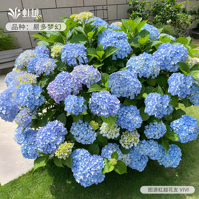 虹越旗舰店无尽夏易多梦幻绣球花苗盆栽大苗庭院地栽别墅花园植物,淘宝优惠券,粉丝福利购,淘宝优惠卷