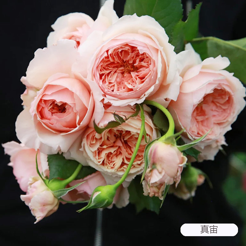 虹越月季花苗龙沙果汁阳台弗洛伦蒂娜灌木爬墙藤本切花盆栽小苗 - 图2