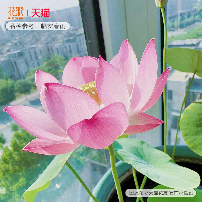 花彩碗莲水培植物种藕盆栽四季水养阳台鱼缸池塘夏季微型荷花水生