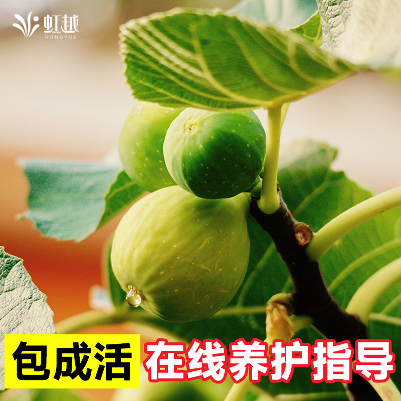 虹越无花果树果苗盆栽大果座果率高好养护南北方种植芭劳奈波姬红 - 图1