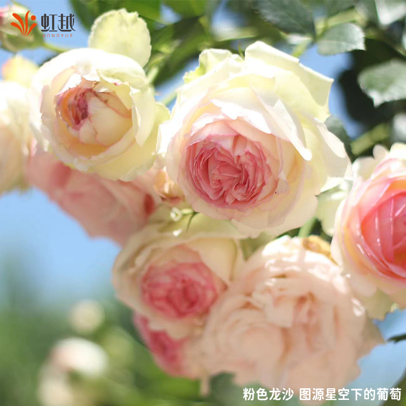 粉色龙沙宝石爬藤月季红色龙沙宝石月季花苗盆栽藤本月季小苗中苗,淘宝优惠券,粉丝福利购,淘宝优惠卷