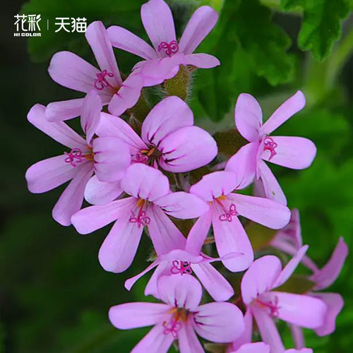 花彩香草植物玫瑰天竺葵盆栽室内驱蚊草桌面阳台香料常绿气味好闻 - 图1