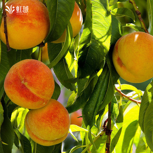 虹越桃树桃子果苗盆栽南方北方种植阳台庭院水蜜桃蟠桃黄桃油桃 - 图2