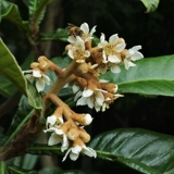 Hongyue Baisha Loquat 1 галлон горшечный сад сад посадка мясо нежное и сочное северное посадка