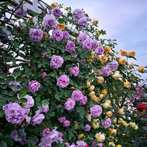 Hongyue Clacking Vine Rose Powder Dragon Gems Gems Blue Rainy Rain