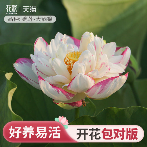 虹越碗莲种藕水培植物迷你荷花夏季耐热睡莲花水养鱼夏季阳台盆栽 - 图1