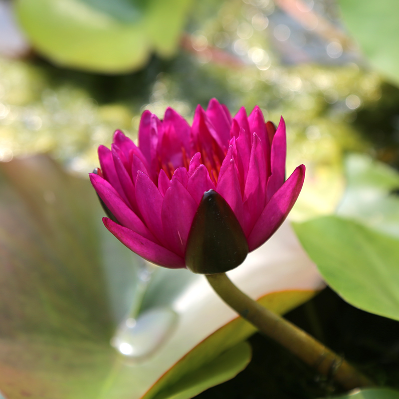 花彩睡莲花水培四季盆栽水养荷花种根茎带芽根块池塘植物鱼缸 - 图3