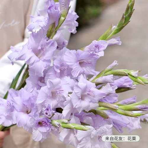 剑兰唐菖蒲种球虹越直采可阳台盆栽庭院地栽切花球根花卉甜蜜水晶 - 图3
