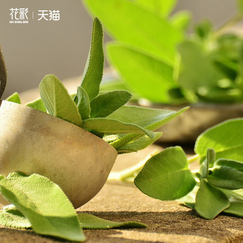 花彩鼠尾草盆栽苗水果凤梨香草多年生宿根花园花境四季耐热观赏花 - 图0