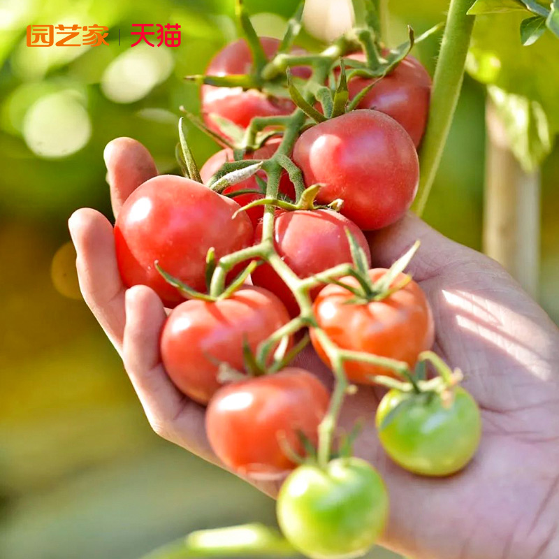 园艺家草莓番茄种子圣女果阳台四季秋播种家庭水果蔬菜盆栽西红柿