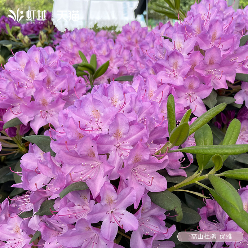 高山杜鹃春早知蓝樱盆栽苗虹越紫色花灌木庭院花园安酷东洋鹃花苗 - 图3